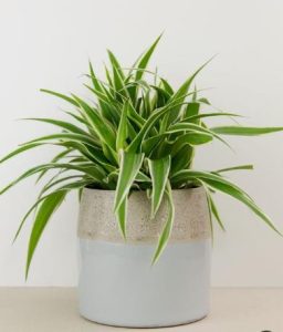 χλωρόφυτο ή spider plant για διακόσμηση του μπάνιου 