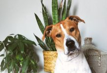 σκύλος γλάστρες φυτά τοξικά σκύλους