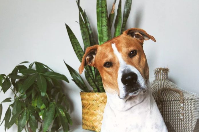 σκύλος γλάστρες φυτά τοξικά σκύλους
