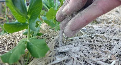 χέρι ρίχνει στάχτη χώμα φυτού