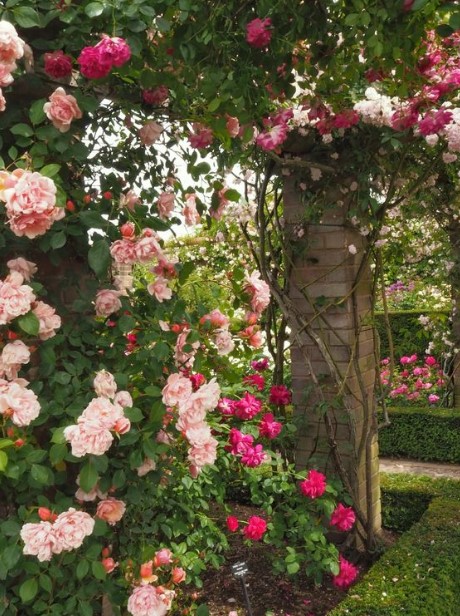 κήπος με τριαντάφυλλα