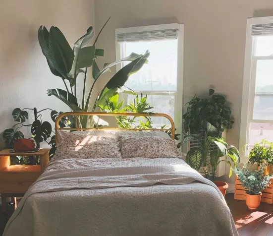 φυτά πίσω από κρεβάτι