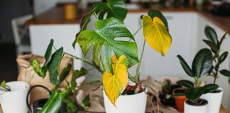 φυτό κιτρινισμένα φύλλα λόγοι πεθαίνουν φυτά