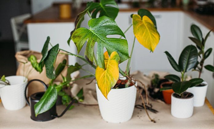φυτό κιτρινισμένα φύλλα λόγοι πεθαίνουν φυτά