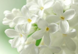 λευκά λουλούδια