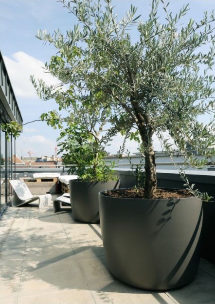 Join Pessimistic Rodeo 5 Δέντρα για να φυτέψεις σε γλάστρες στο μπαλκόνι! | exypnes-idees.gr