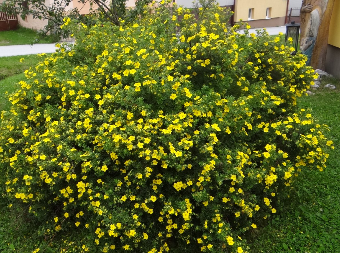 θάμνος με κίτρινα λουλούδια