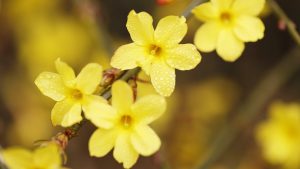 κίτρινο γιασεμί χειμωνιάτικα λουλούδια