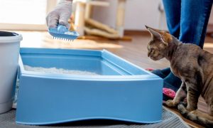 καθαρισμός αμμοδόχου γάτας