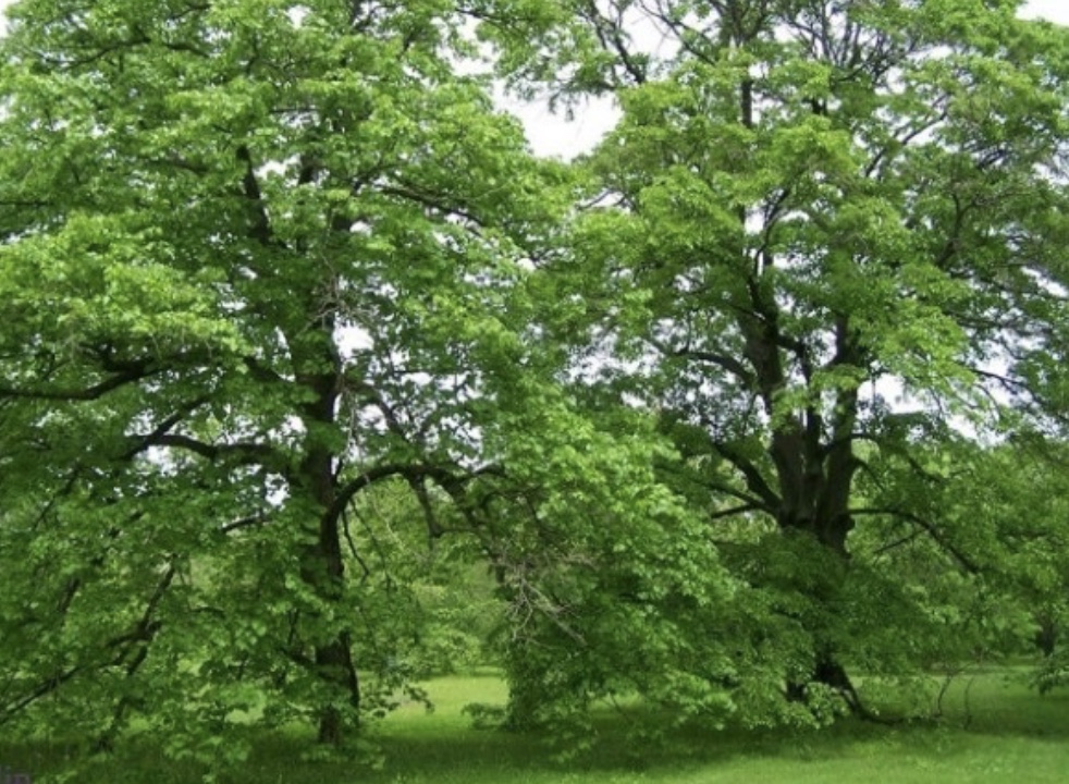 φλαμουριά δέντρα για σκιά στον κήπο