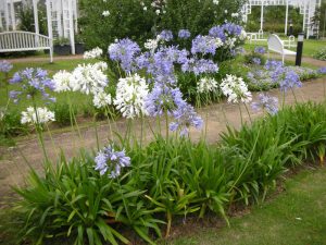 αφρικανικα κρινακια λευκο μπλε κηπος