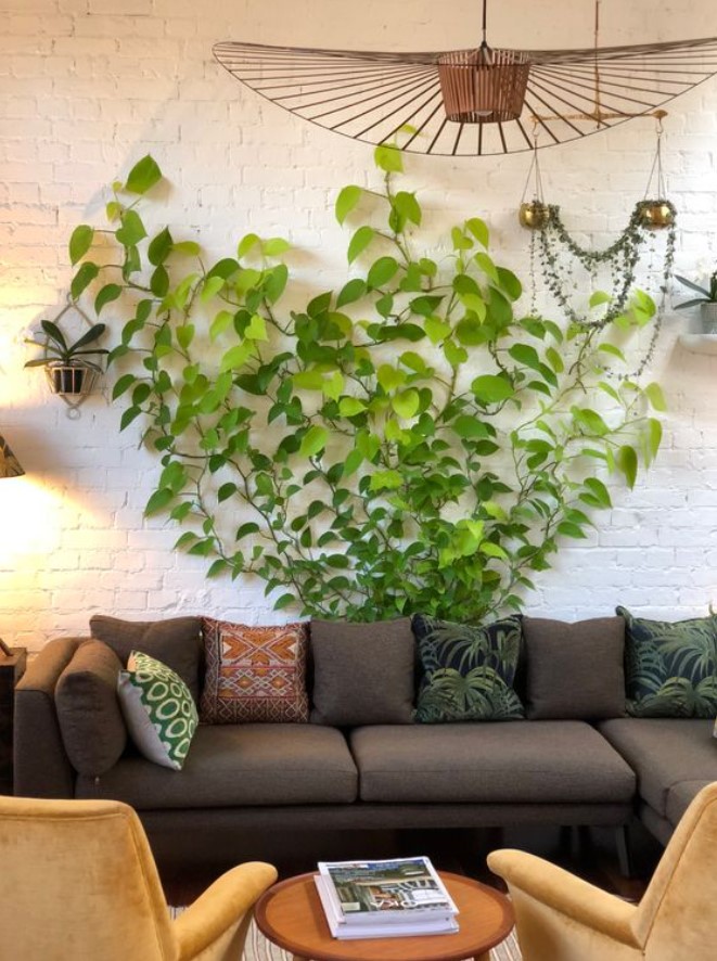 αναρριχώμενο φυτό καναπές 