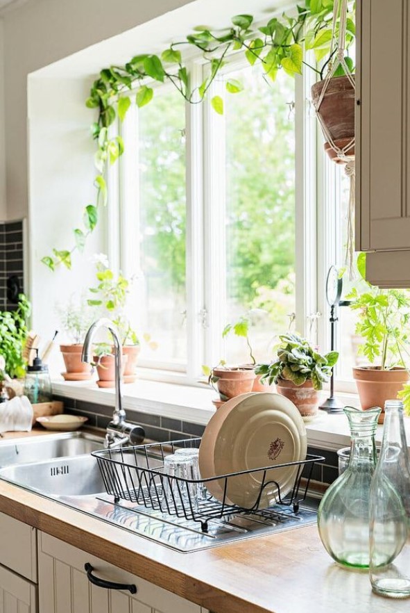αναρριχώμενο φυτό παράθυρο κουζίνας