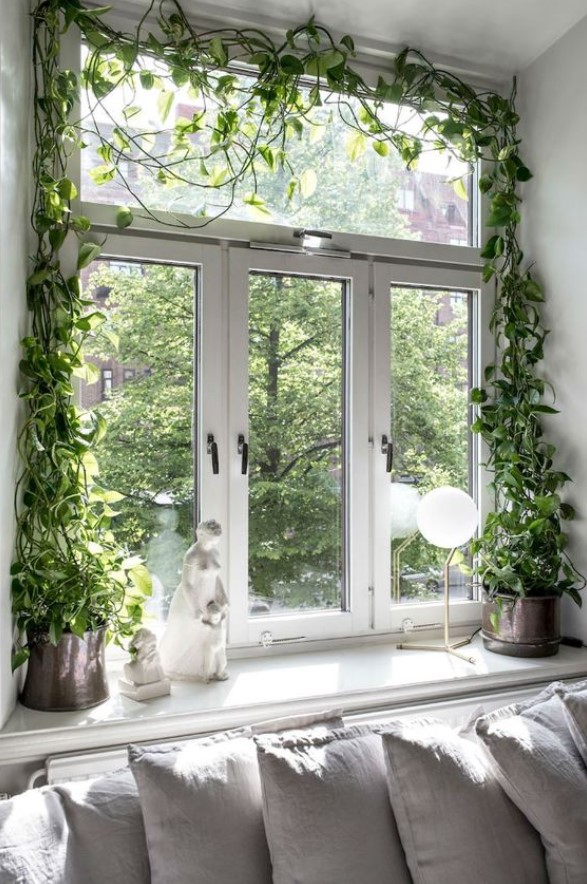 αναρριχώμενο φυτό παράθυρο
