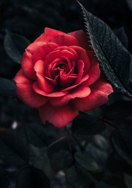 κόκκινα τριαντάφυλλα