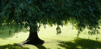 δέντρα σκίαση κήπου