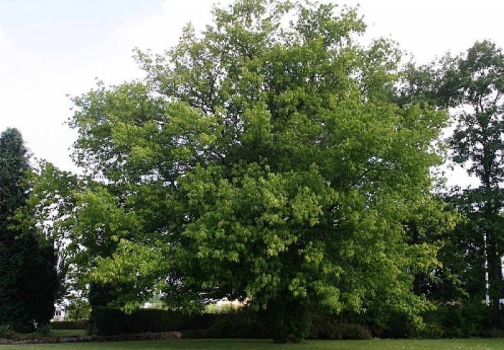 σφένδαμος δέντρα σκίαση κήπου
