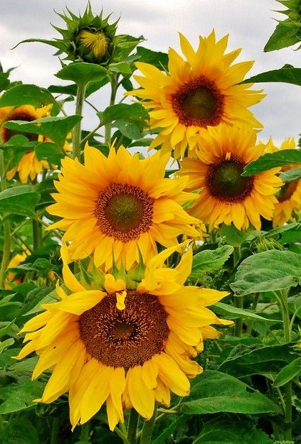 ηλιοτρόπια εντυπωσιακά καλοκαιρινά λουλούδια