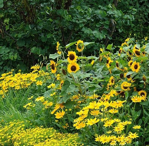 κήπος με ηλιοτρόπια εντυπωσιακά καλοκαιρινά λουλούδια