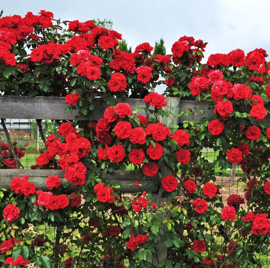 κόκκινα τριαντάφυλλα αυλή
