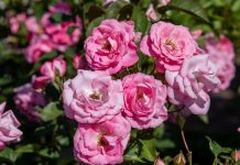 ροζ τριαντάφυλλα λουλούδια με άρωμα