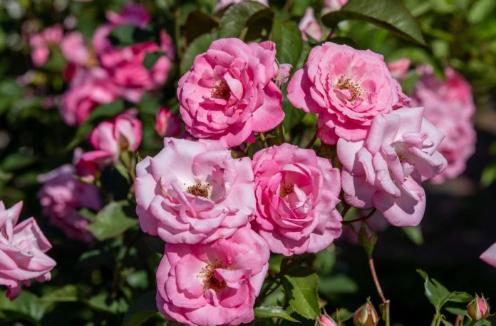 ροζ τριαντάφυλλα λουλούδια με άρωμα