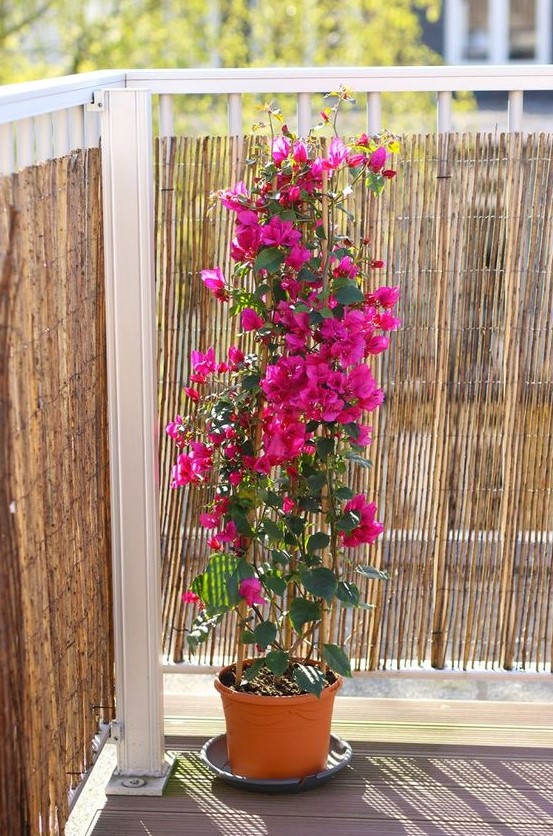 γλάστρα με βουκαμβίλια σε μπαλκόνι εντυπωσιακά καλοκαιρινά λουλούδια