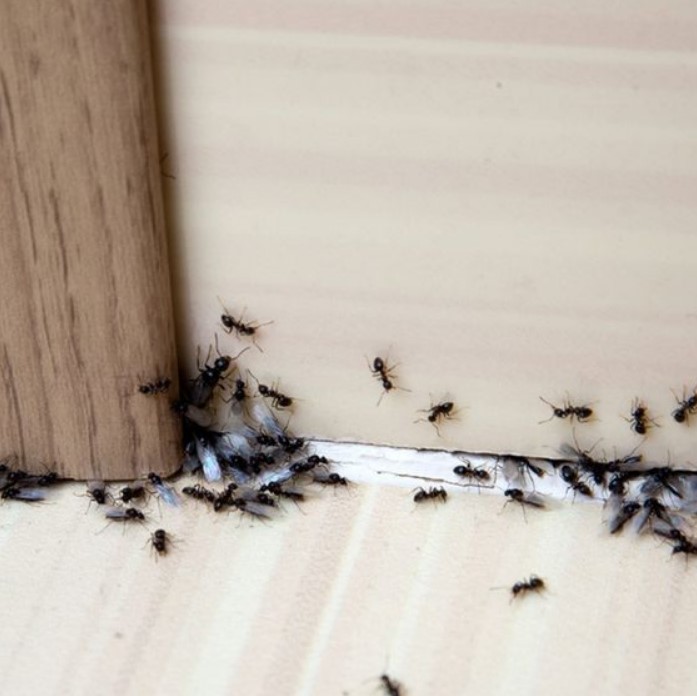 καταπολέμηση μυρμηγκιών - σπίτι με μυρμήγκια