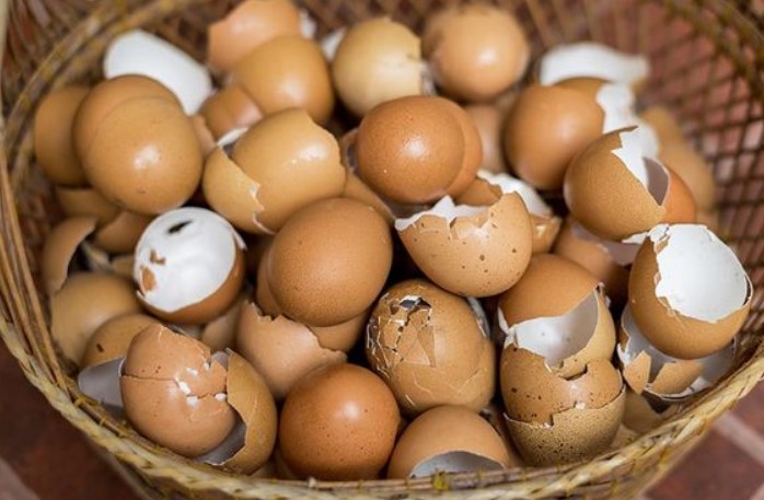 τσόφλια αυγών 