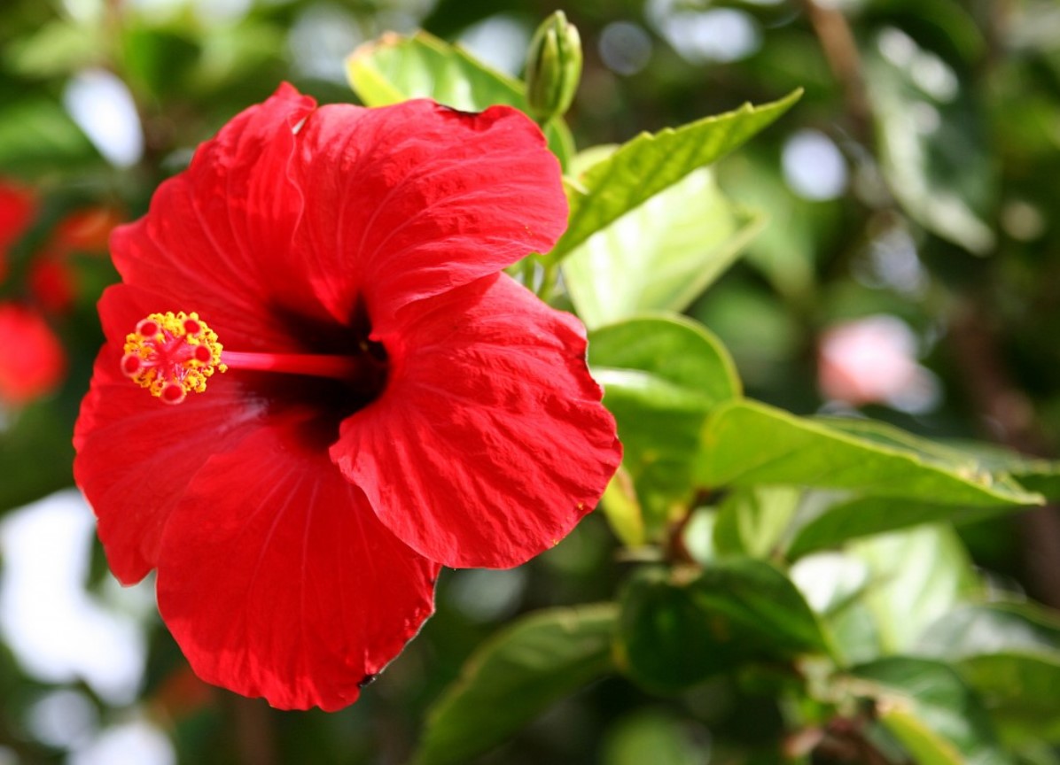 κόκκινος ιβίσκος λουλούδια φθινοπώρου